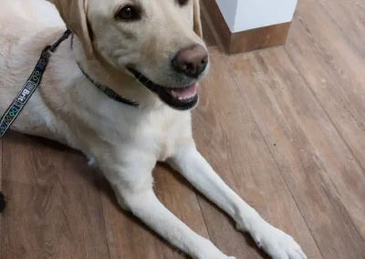 Labrador